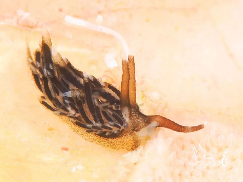 プーケットのカタビーチで半日ダイビング