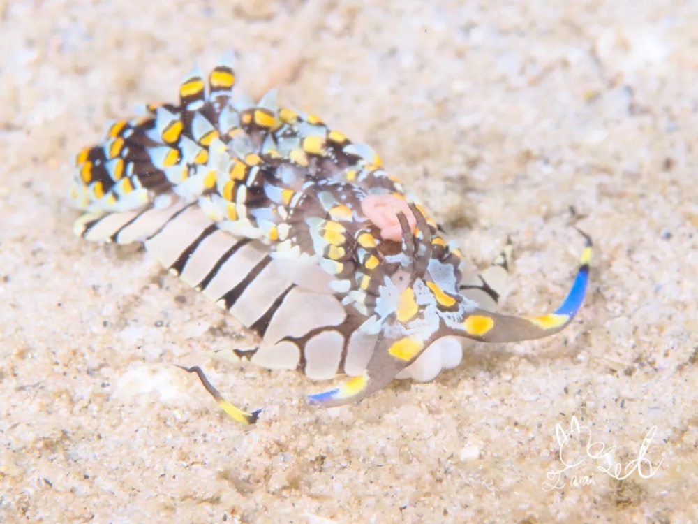 プーケットのカタビーチで半日ダイビング