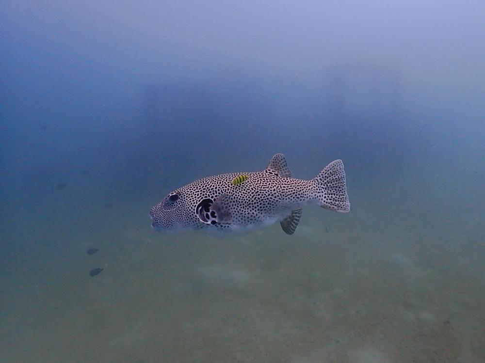 プーケットのカタビーチで半日ダイビング