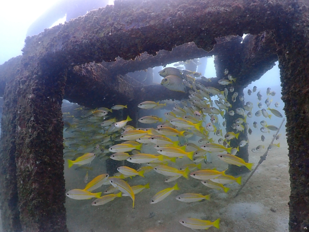 プーケットのカタビーチで半日ダイビング