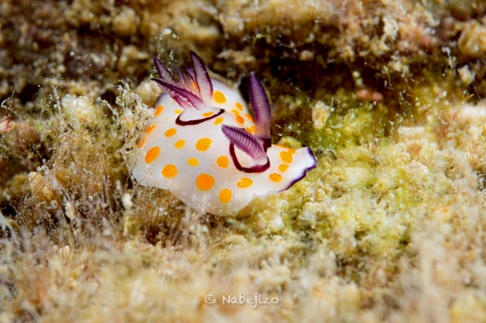 プーケットのカタビーチで半日ダイビング