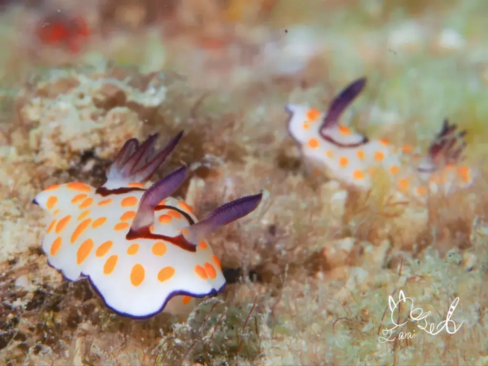 プーケットのカタビーチで半日ダイビング