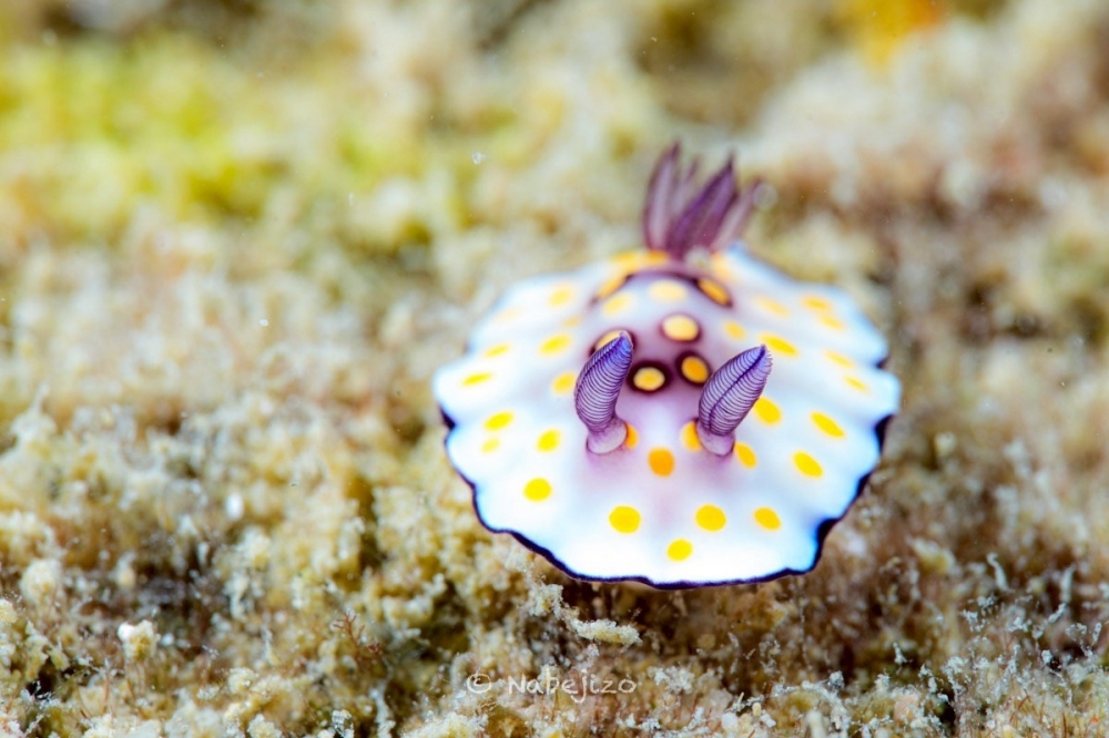 プーケットのカタビーチで半日ダイビング