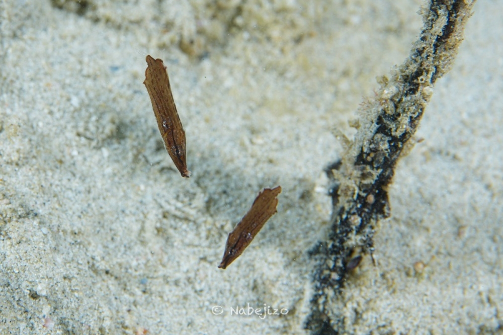 プーケットのカタビーチで半日ダイビング