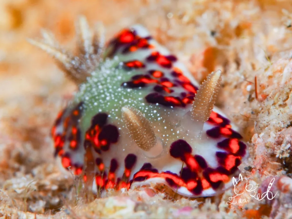 プーケットのカタビーチで半日ダイビング