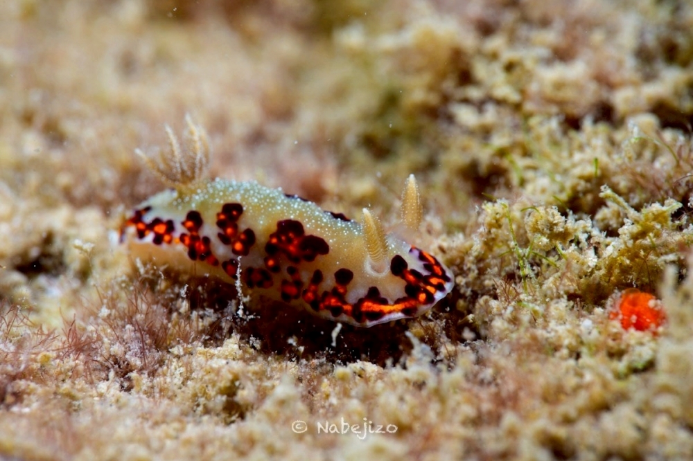 プーケットのカタビーチで半日ダイビング