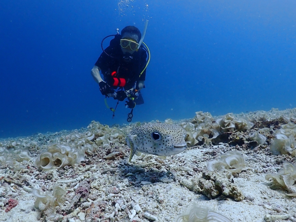 プーケットのラチャ島でダイビング