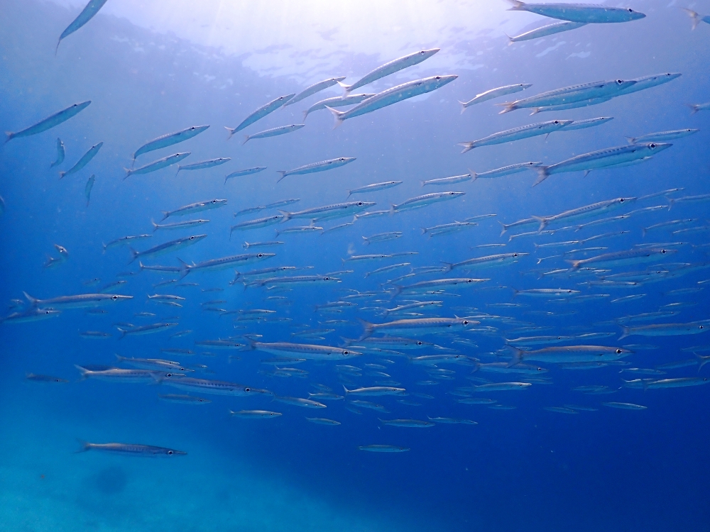 プーケットのラチャ島でダイビング