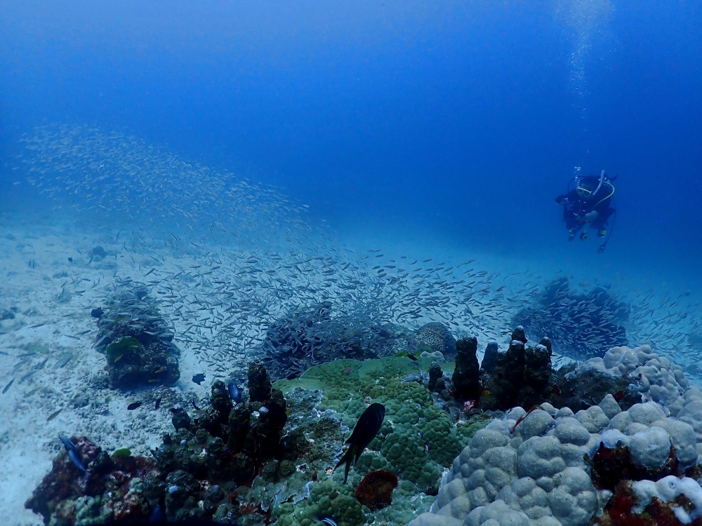プーケットのラチャ島でダイビング
