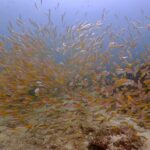 プーケットのピピ島でダイビング