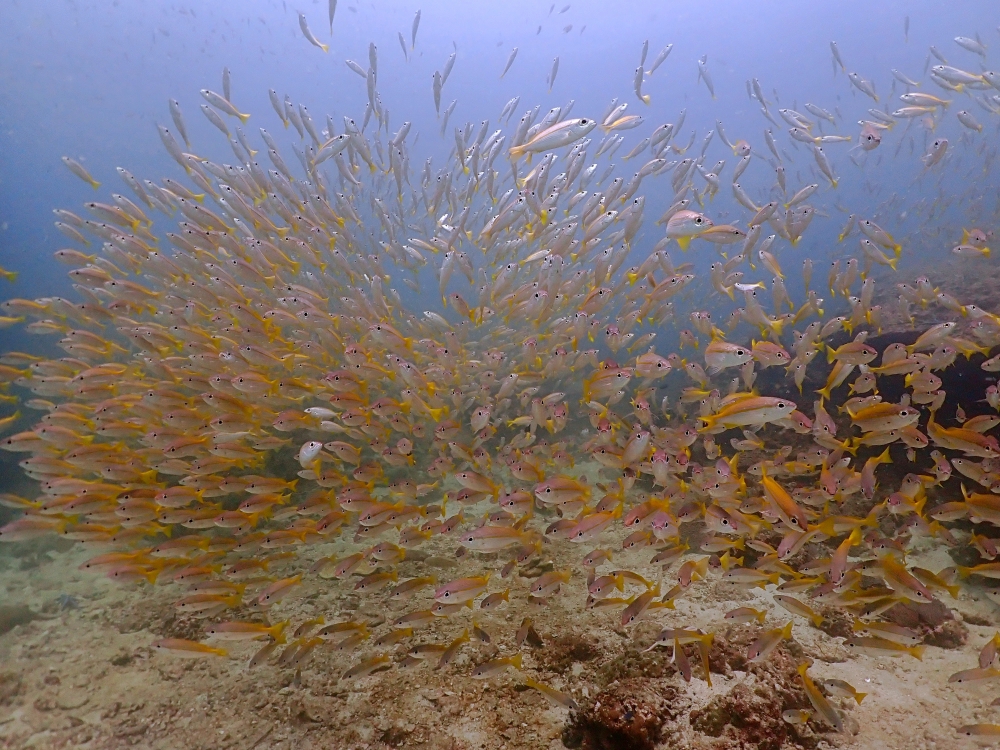 プーケットのピピ島でダイビング