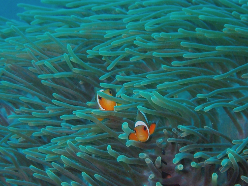 プーケットのピピ島でダイビング