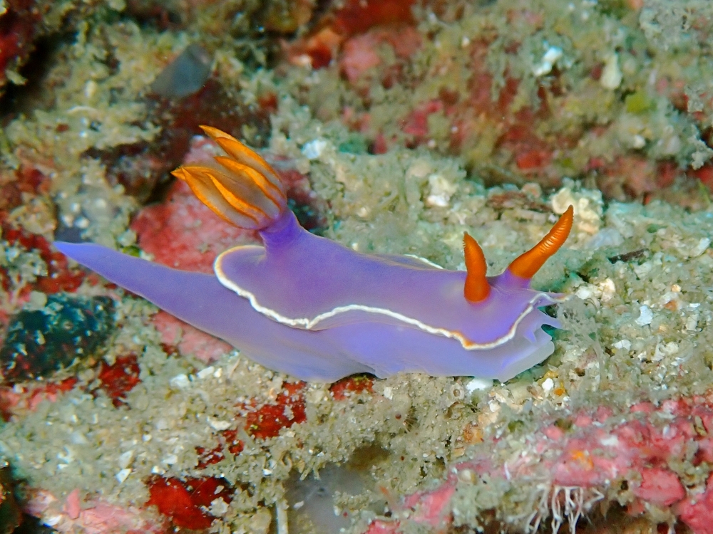 プーケットのピピ島でダイビング