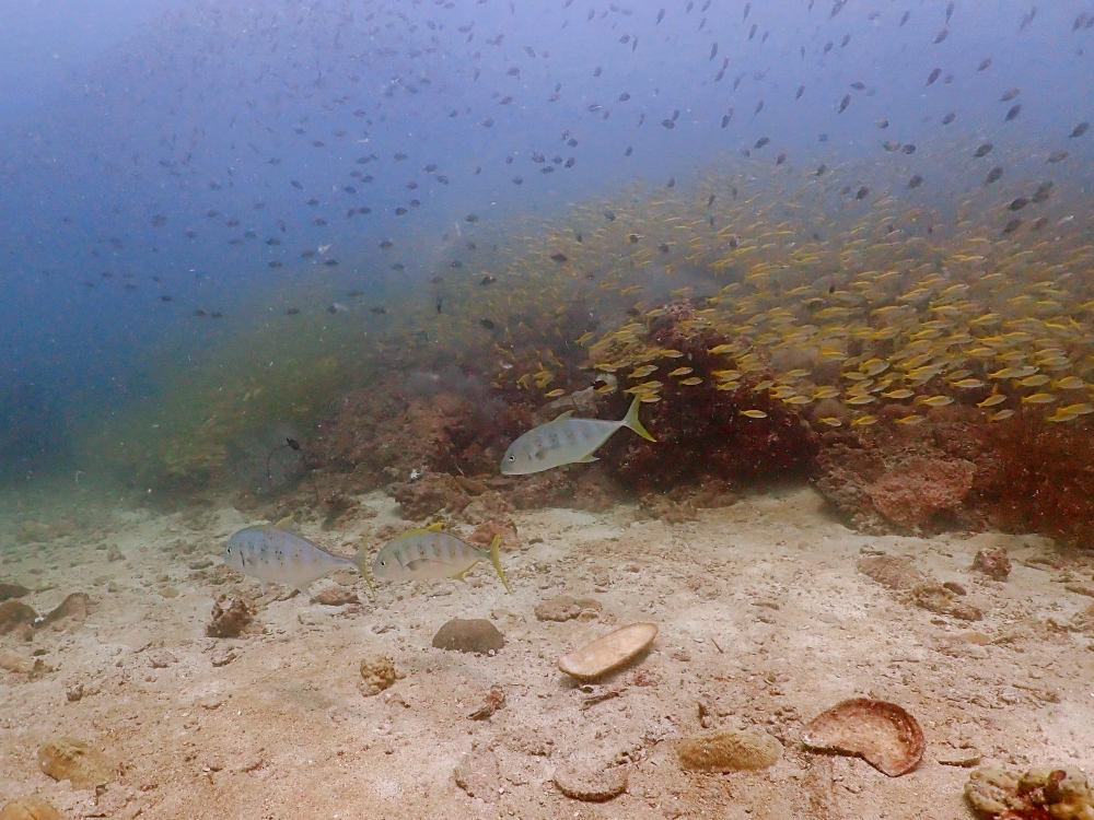プーケットのピピ島でダイビング