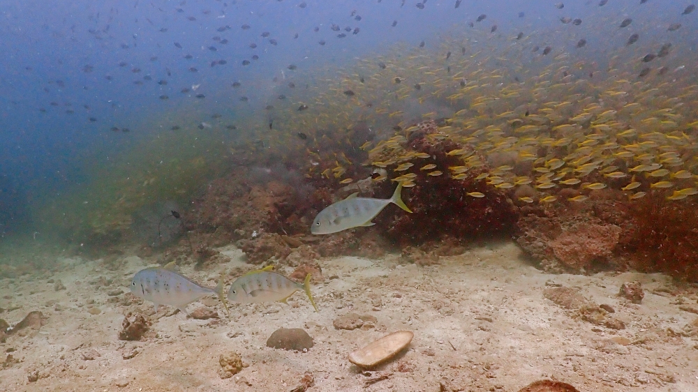 プーケットのピピ島でダイビング