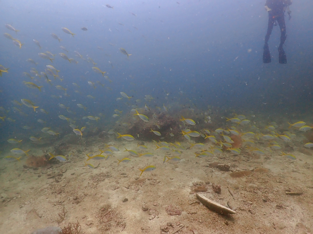 プーケットのピピ島でダイビング