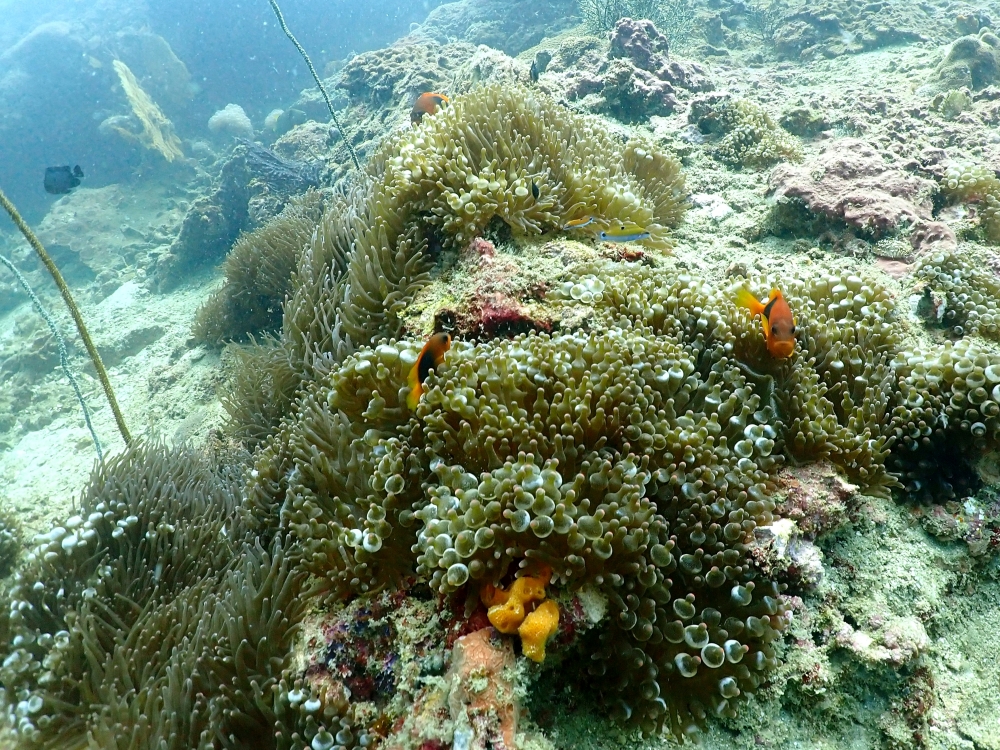 プーケットのピピ島でダイビング