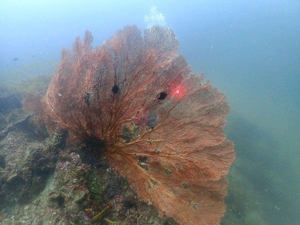 プーケットのピピ島でダイビング