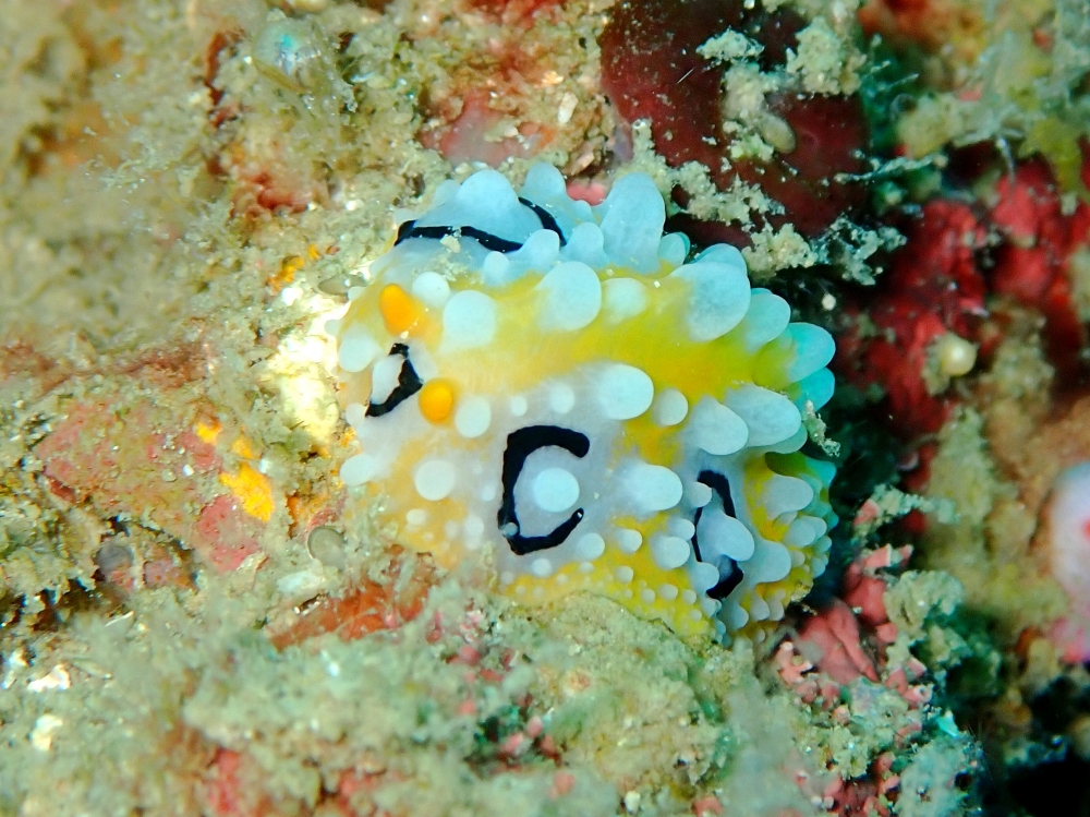 プーケットのピピ島でダイビング