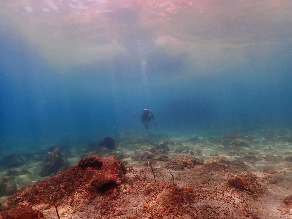 プーケットのピピ島でダイビング
