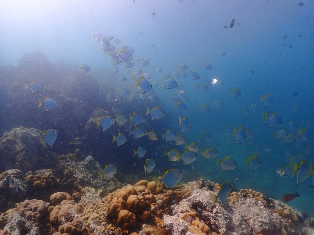 プーケットのピピ島でダイビング