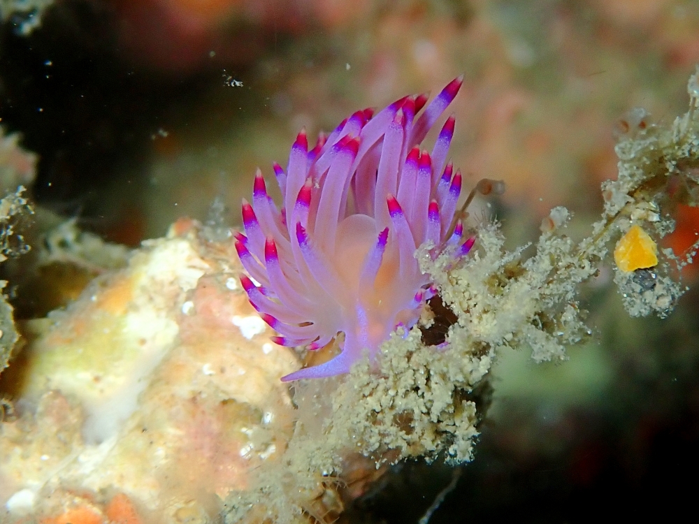 プーケットのマリンパークでダイビング