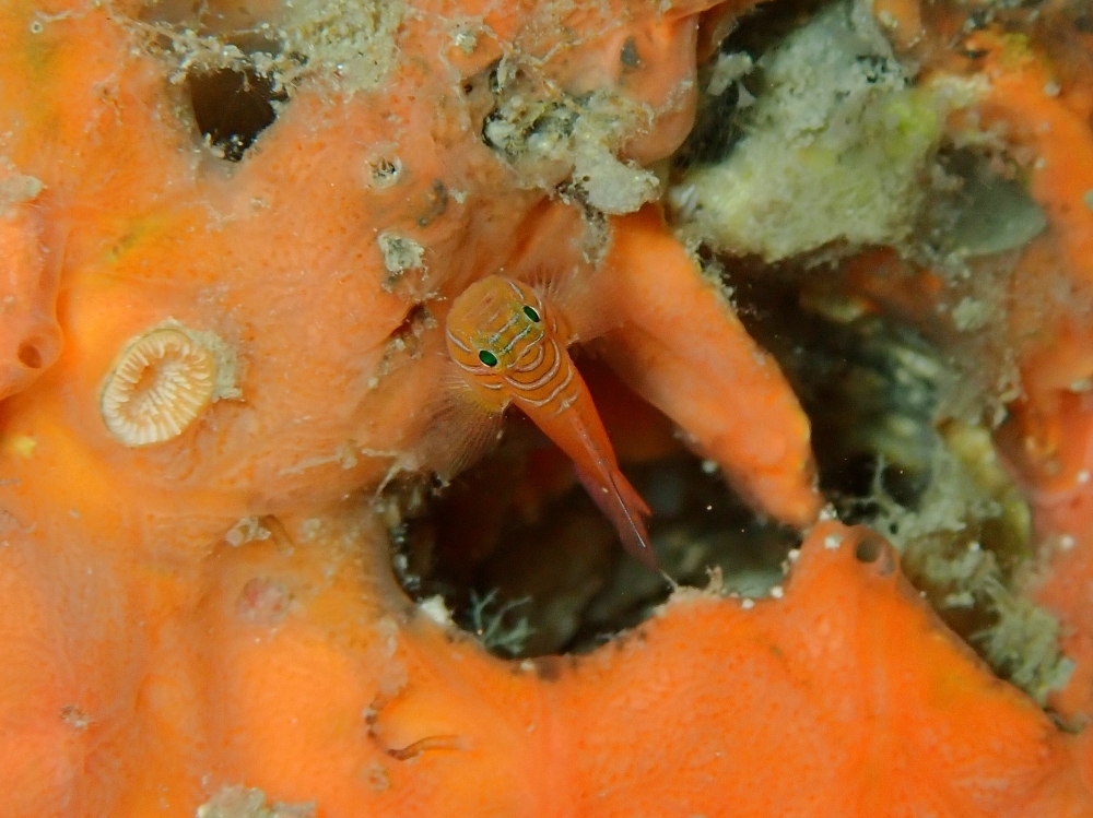 プーケットのマリンパークでダイビング