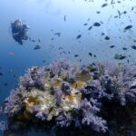 プーケットのマリンパークでダイビング