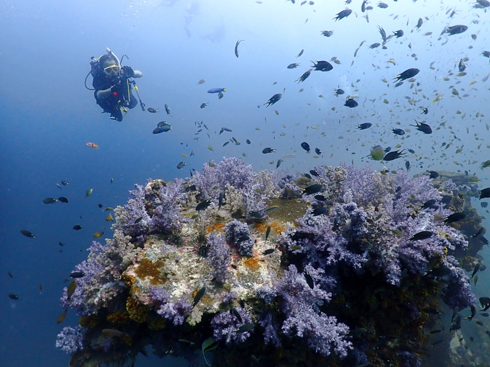 プーケットのマリンパークでダイビング