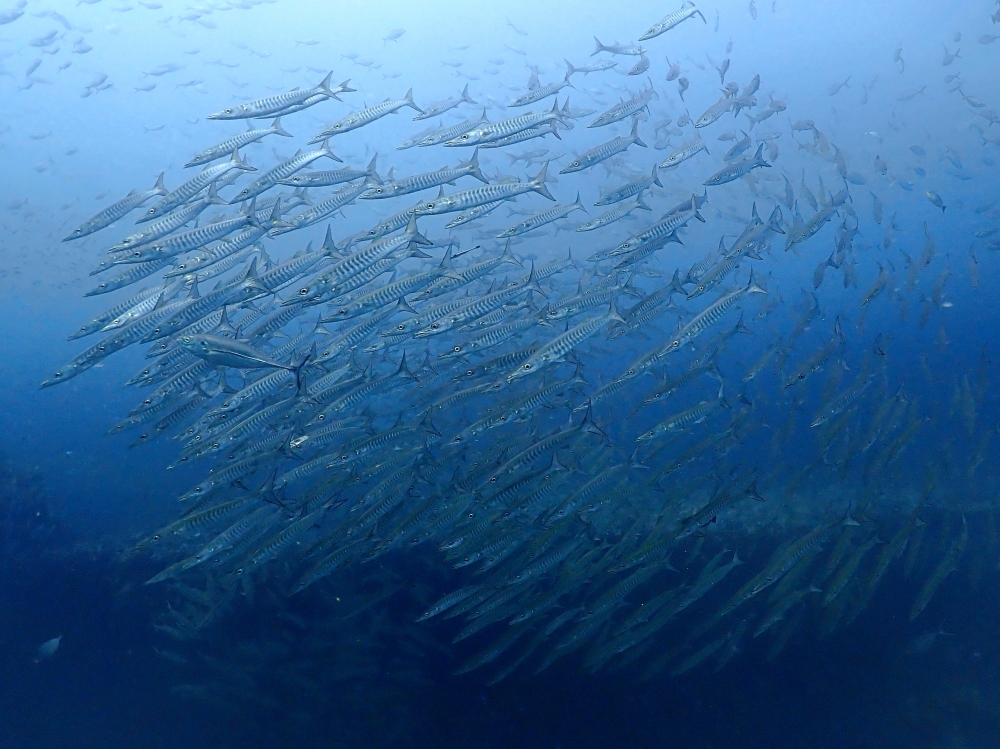プーケットのマリンパークでダイビング