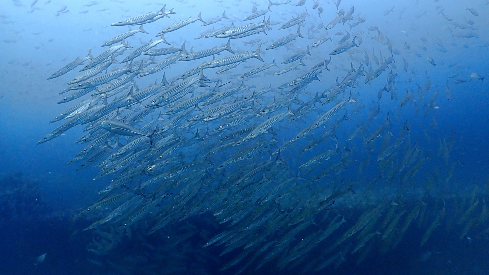 プーケットのマリンパークでダイビング