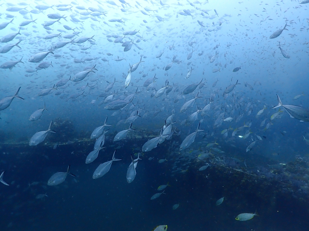 プーケットのマリンパークでダイビング