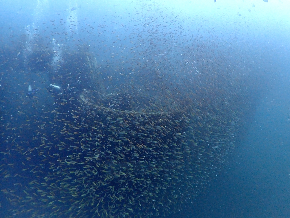 プーケットのマリンパークでダイビング
