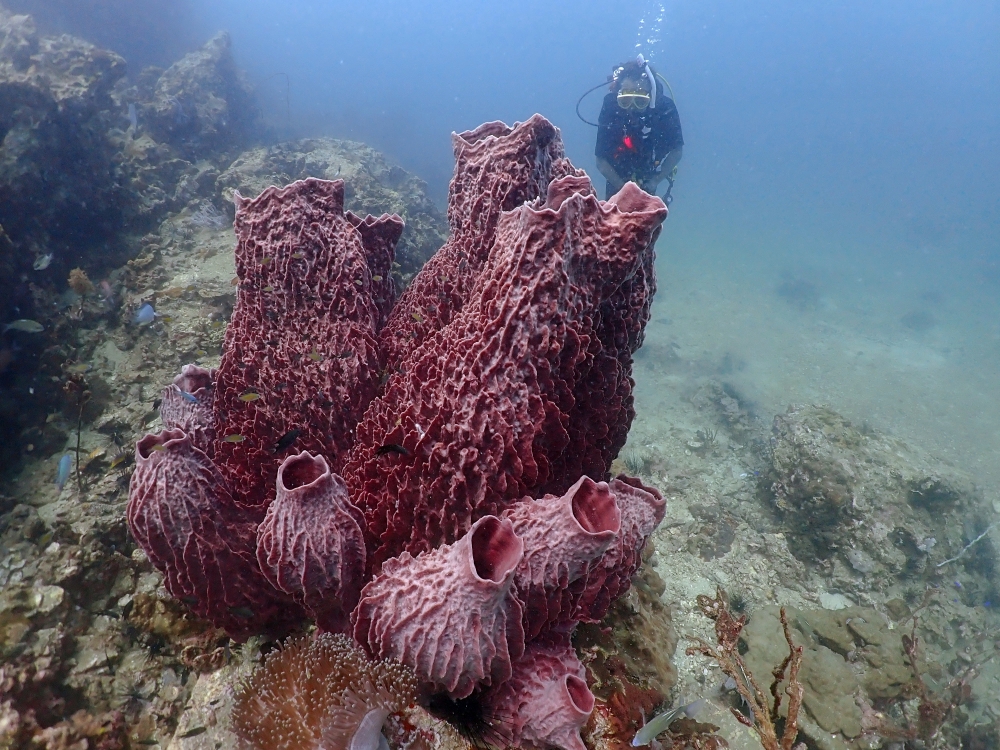 プーケットのマリンパークでダイビング