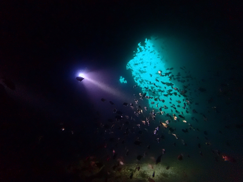 プーケットのマリンパークでダイビング