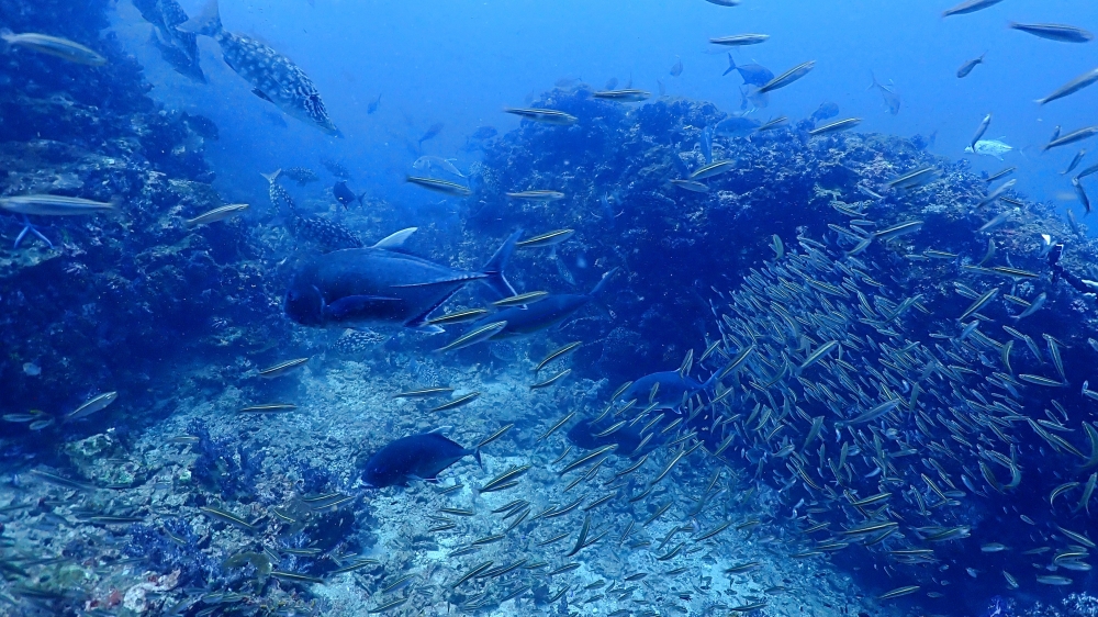 シミランクルーズでダイビング