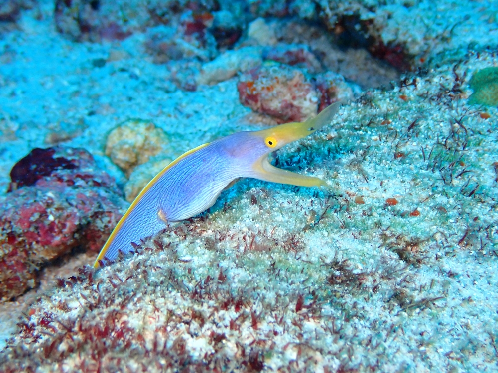 シミランクルーズでダイビング