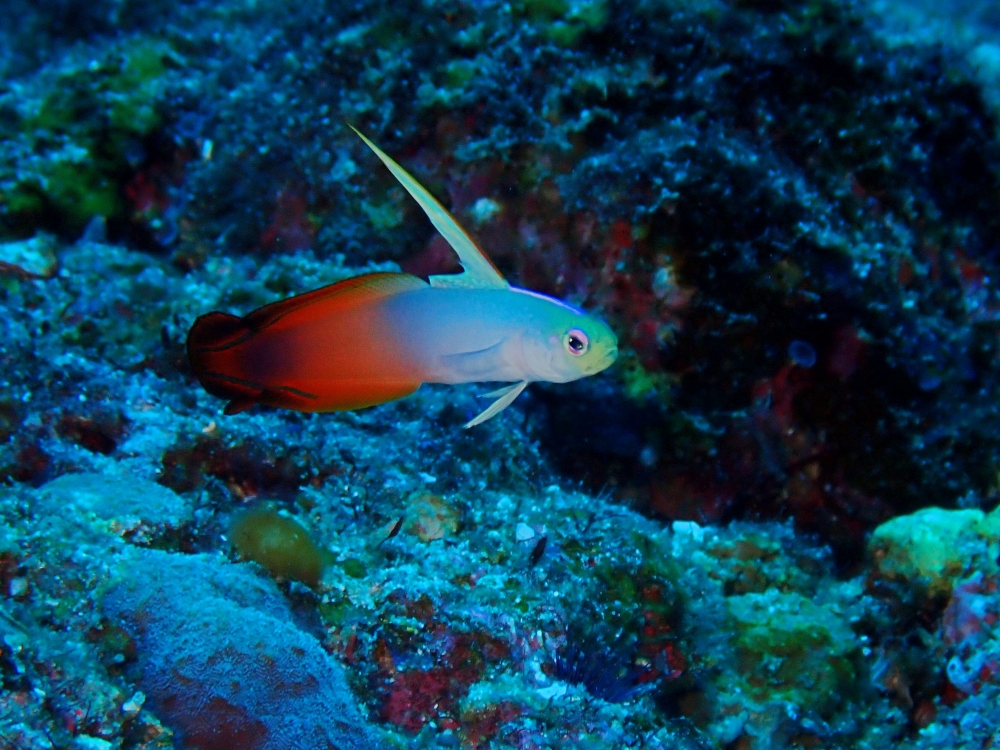 シミランクルーズでダイビング