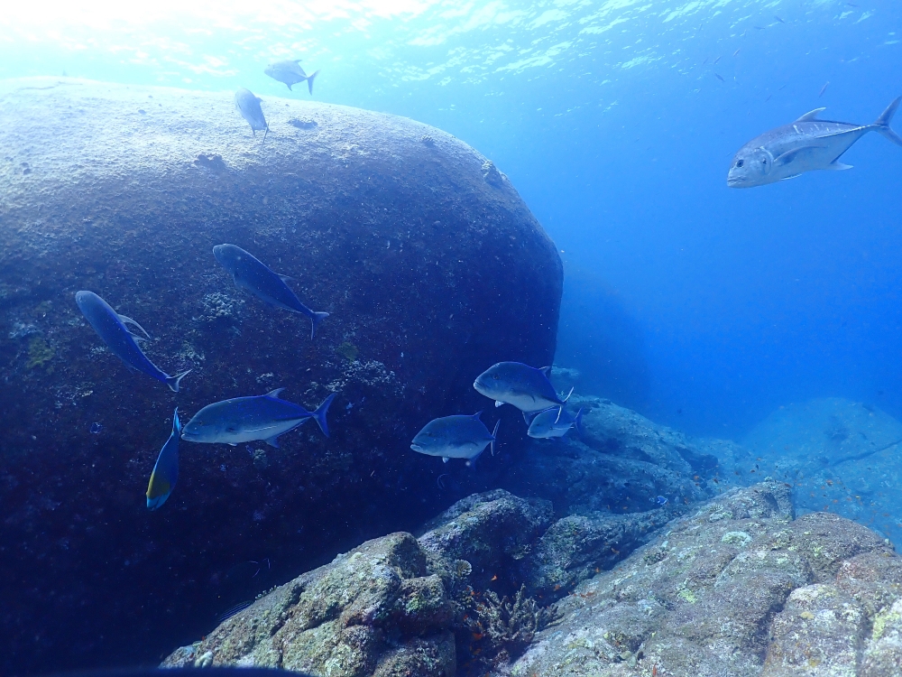 シミランクルーズでダイビング