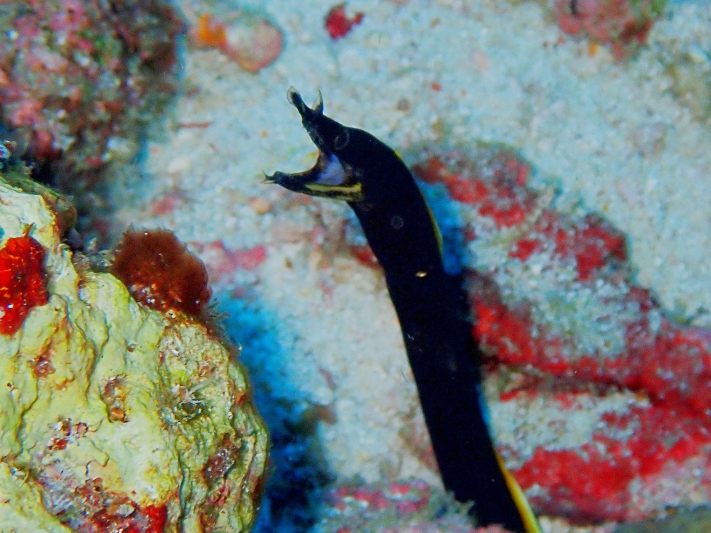 シミランクルーズでダイビング