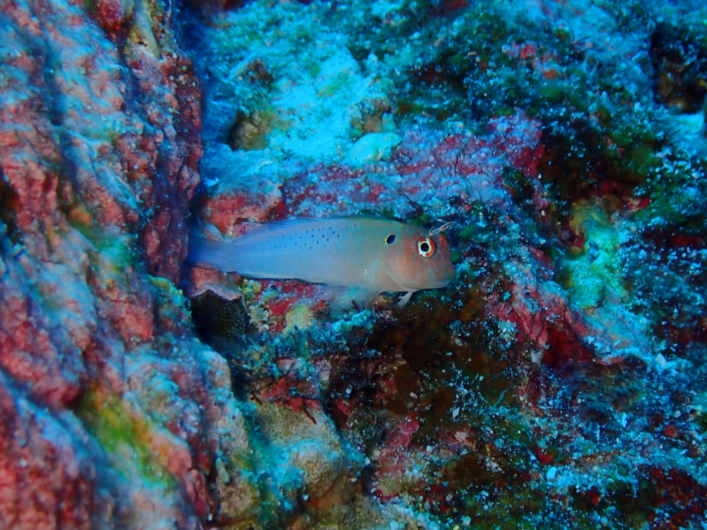 シミランクルーズでダイビング