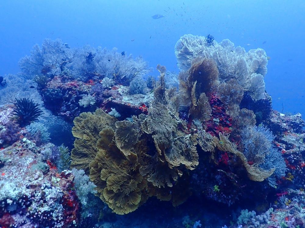 シミランクルーズでダイビング