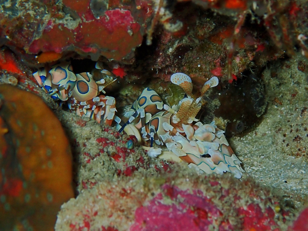 シミランクルーズでダイビング