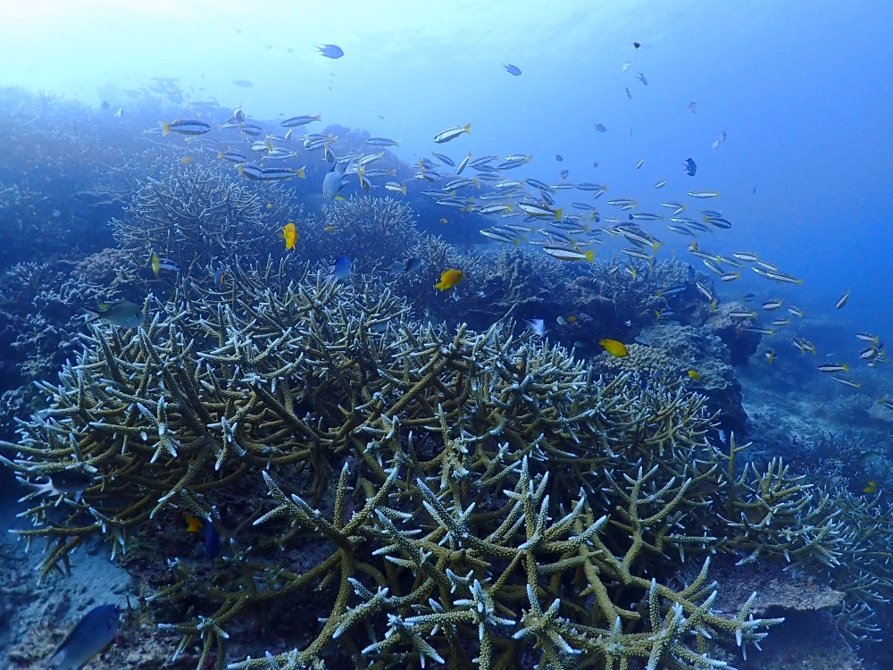 シミランクルーズでダイビング