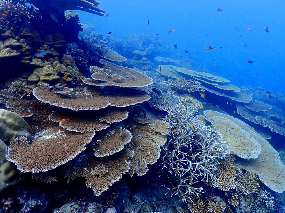 シミランクルーズでダイビング