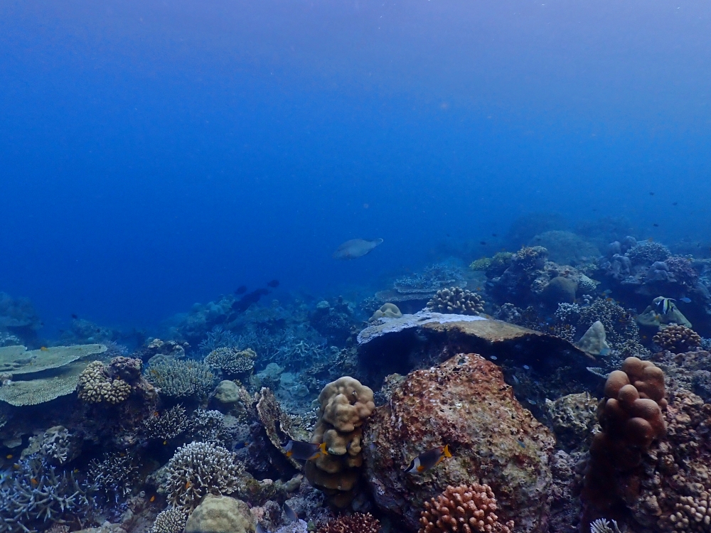 シミランクルーズでダイビング