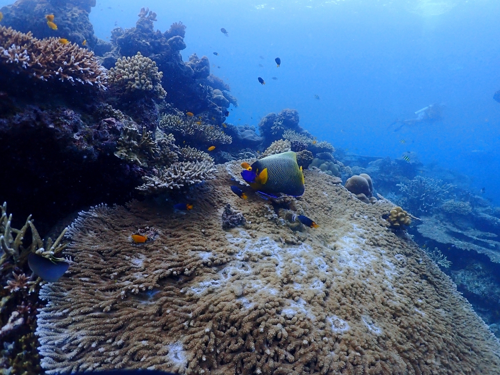 シミランクルーズでダイビング