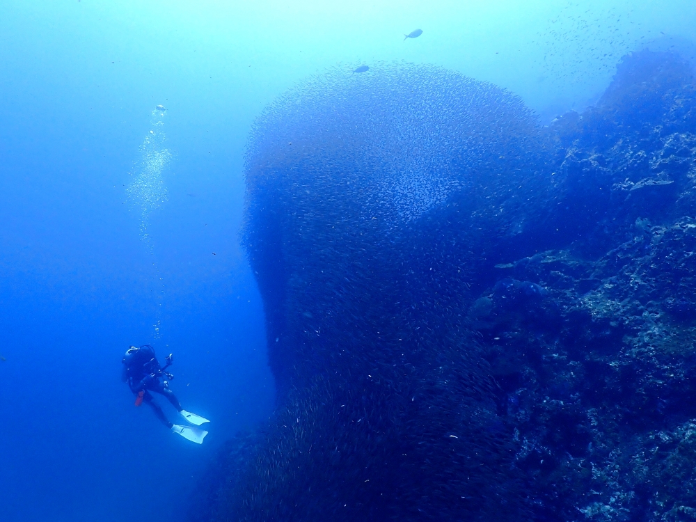 シミランクルーズでダイビング