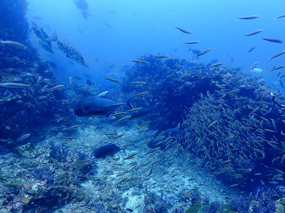 シミランクルーズでダイビング