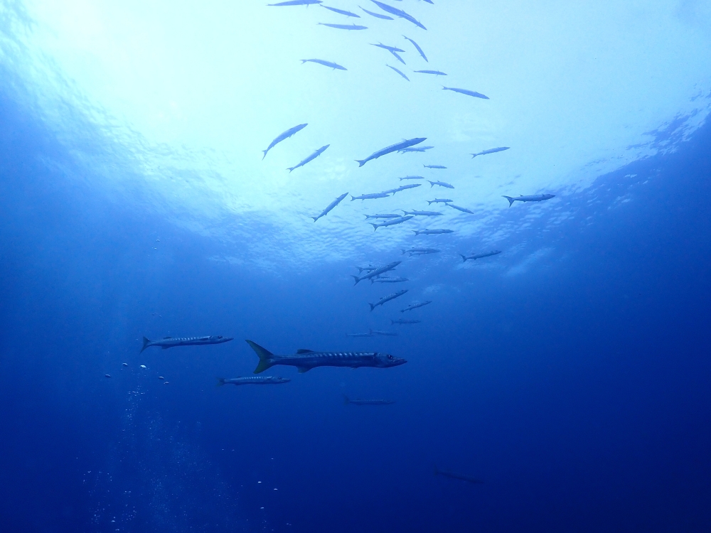 シミランクルーズでダイビング